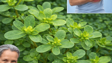 Potato Remedies: Using Potatoes for Cracked Heels and Skin Care – Simple, Natural Support for Softer Feet