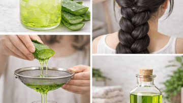 12 Moringa Seed Benefits You’ll Never Hear from Your Doctor (But You Should Know)