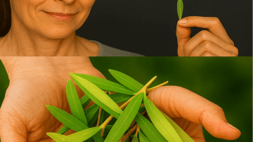 Eat These 3 Dry Fruits Before Bed to Support Vision and Memory Naturally
