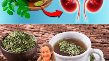 12 Moringa Seed Benefits You Should Know Today