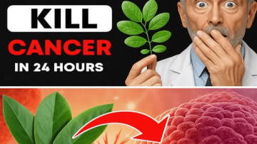 Unlock Home Healing: Indian Borage (Mexican Mint) – The Miracle Plant Every Garden Needs