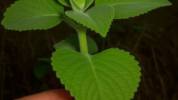 5 Ways Onion and Vaseline Combat Aging Hands Naturally