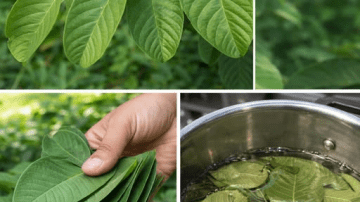 6 Seeds Seniors Should Eat Daily to Fight Cancer Naturally