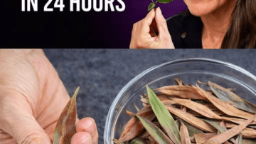 The #1 Supplement Emerging for Blood Sugar Support in Diabetics